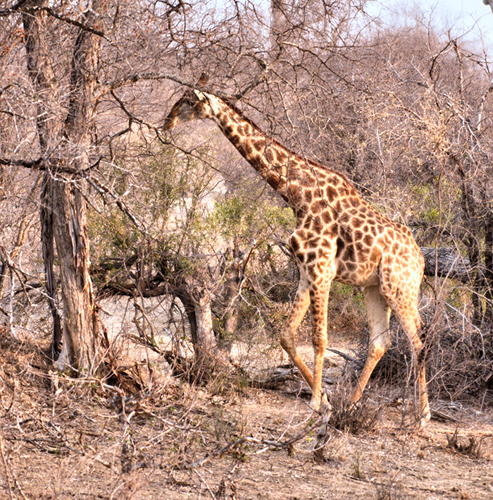 Young giraffe